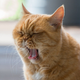 Imagen para el artículo titulado Un estudio revela que llevamos toda la vida entendiendo mal las expresiones de los gatos